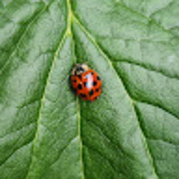 Meet your Posher, Savannah - Picture 1 of 1